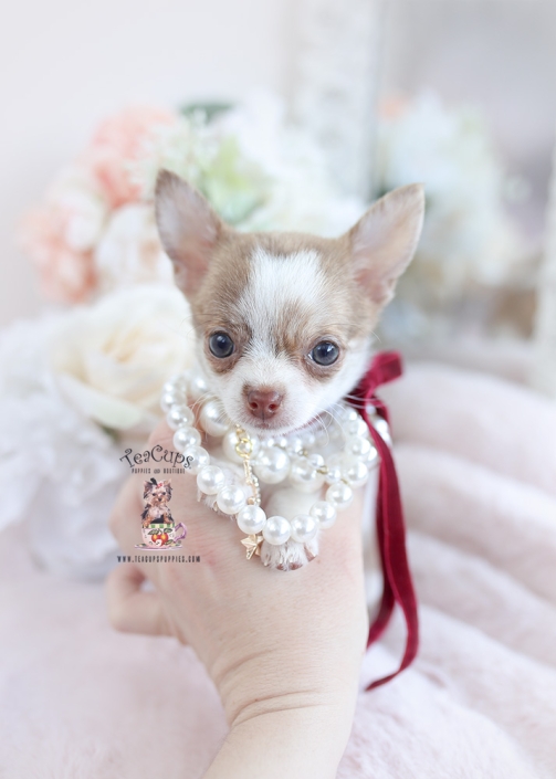 Teacup Chihuahuas and Chihuahua Puppies For Sale by TeaCups, Puppies &  Boutique | Teacup Puppies & Boutique