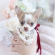 tiny chihuahua puppy by teacups