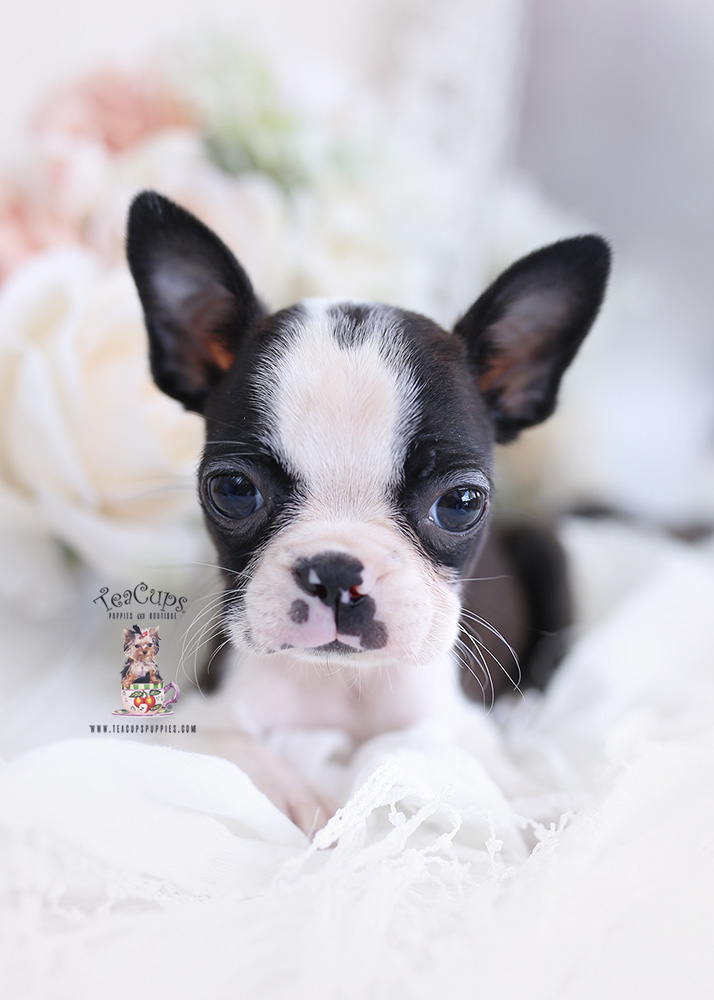 bostonterrierpuppy144a Teacup Puppies & Boutique