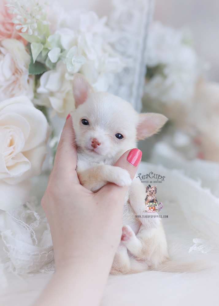Chihuahua Puppy Teacup Puppies & Boutique