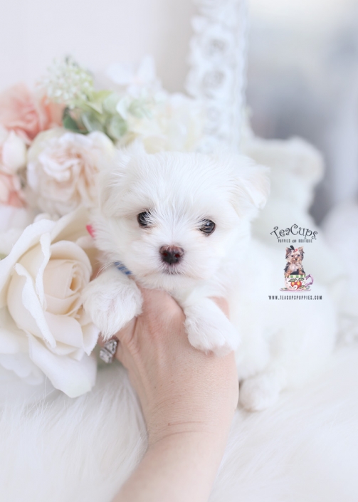 Teacup And Toy Maltese Puppies Teacup Puppies Boutique