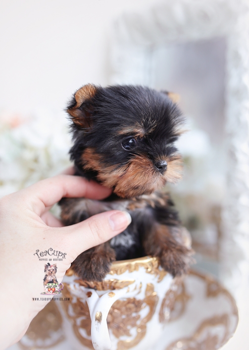 blue gold yorkie puppy