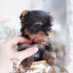 blue gold yorkie puppy