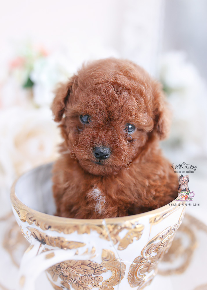 Poodle Puppy 176 Teacup Puppies And Boutique