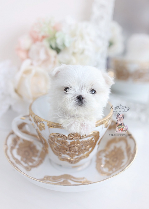 teacup maltese