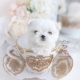 teacup maltese