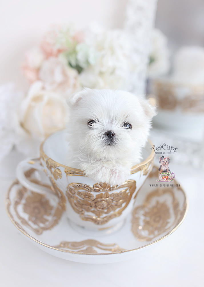 Maltipom Puppy at TeaCups Teacup Puppies & Boutique
