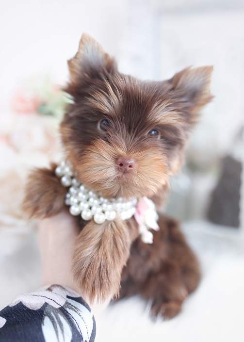 chocolate yorkie puppy