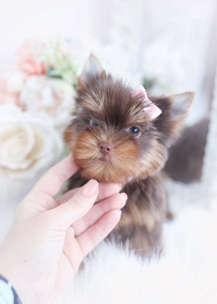 chocolate yorkies florida