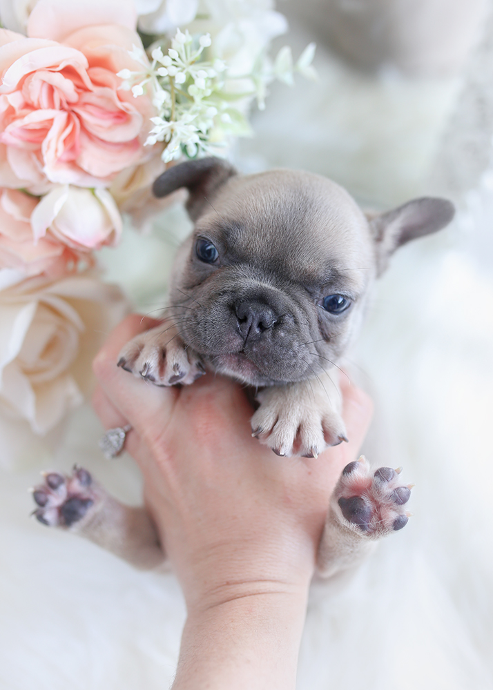 frenchie248b Teacup Puppies & Boutique