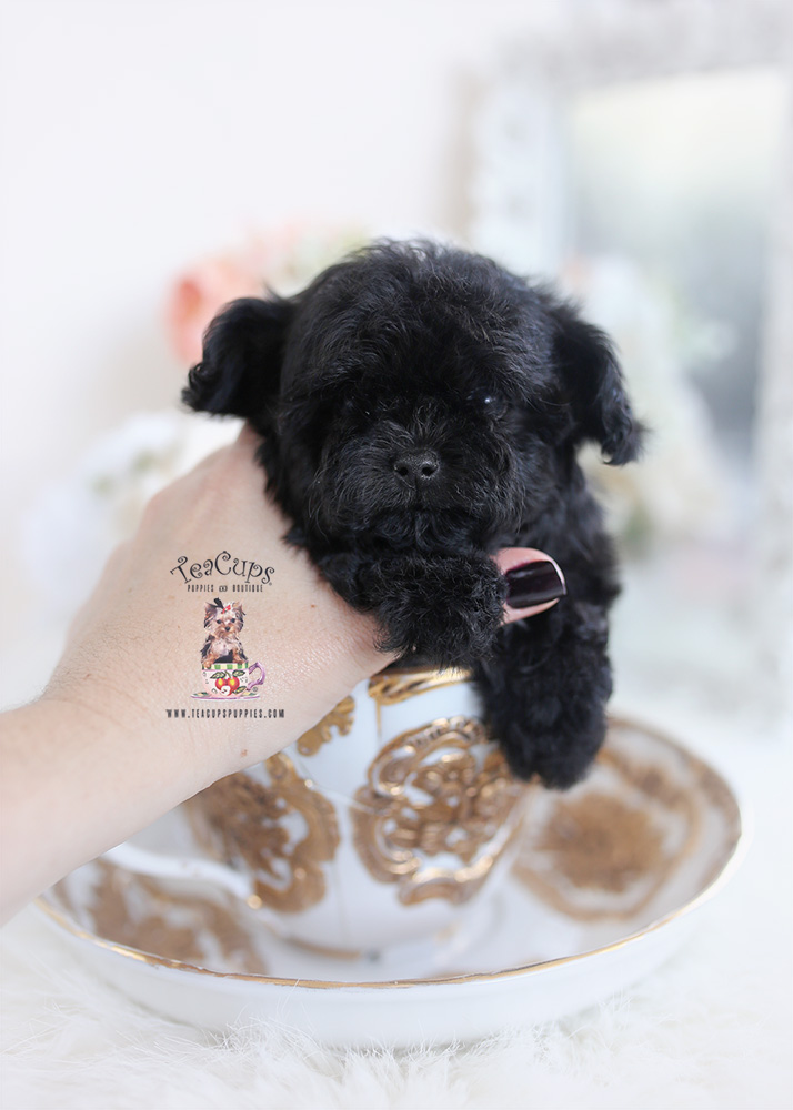 teacup maltipoo