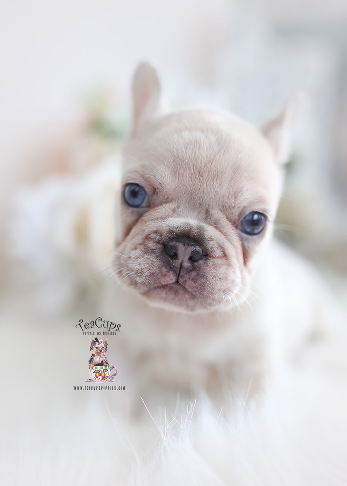 merlefrenchie246c Teacup Puppies & Boutique