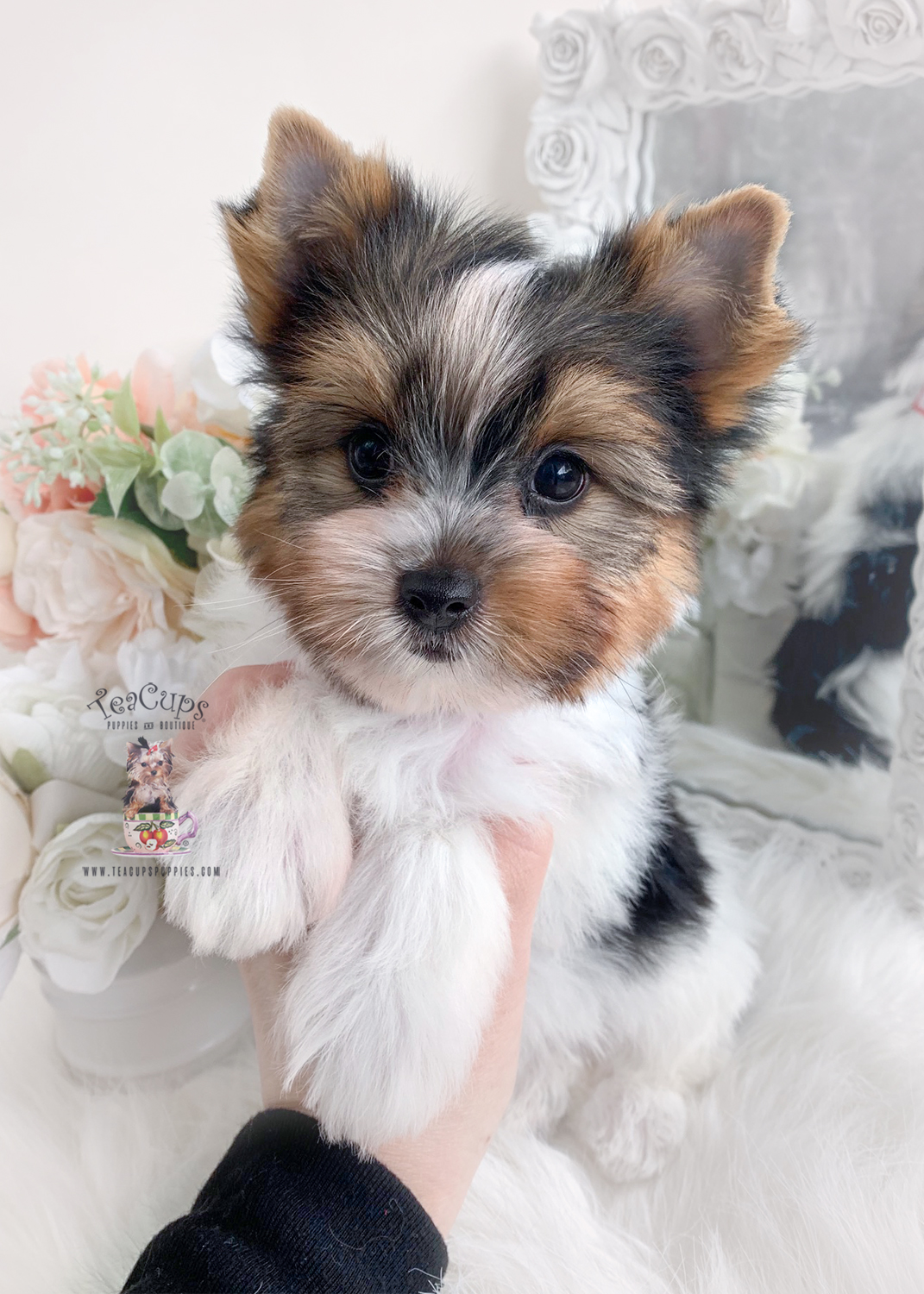 parti-yorkie-227-a Teacup Puppies & Boutique