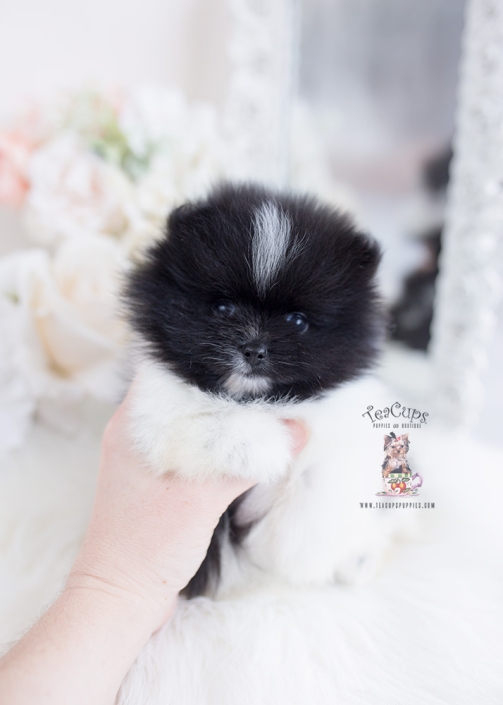 parti pomeranian puppies