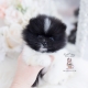 parti pomeranian puppies