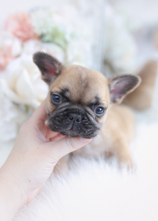 Toy Teacup Puppies For Sale Teacup Puppies & Boutique