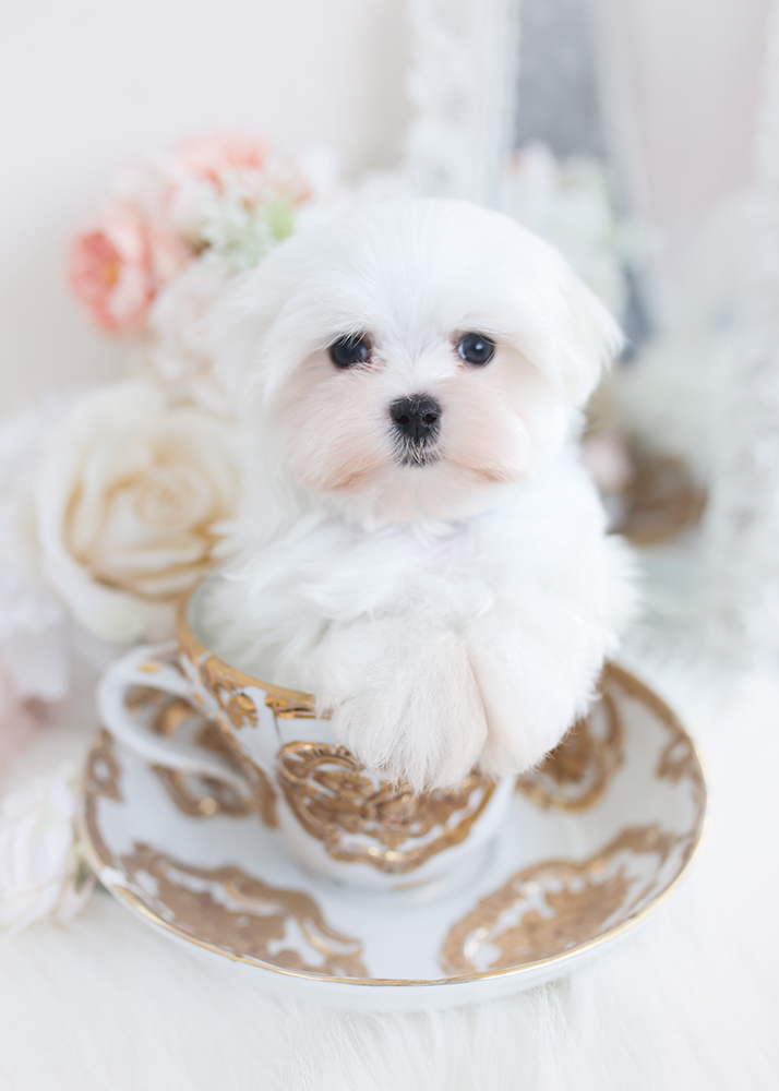 maltese275a Teacup Puppies & Boutique