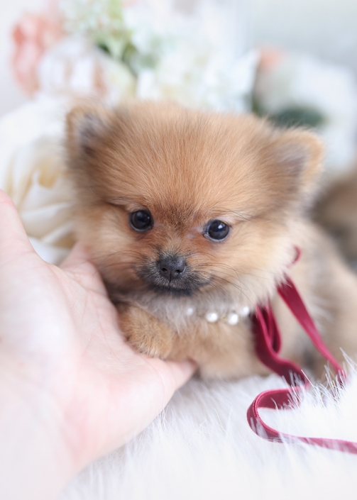 Tiny Teacup Pomeranian Teacup Puppies & Boutique