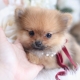 pomeranian puppies near me