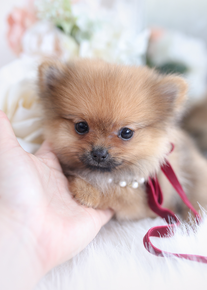 pomeranian puppies near me