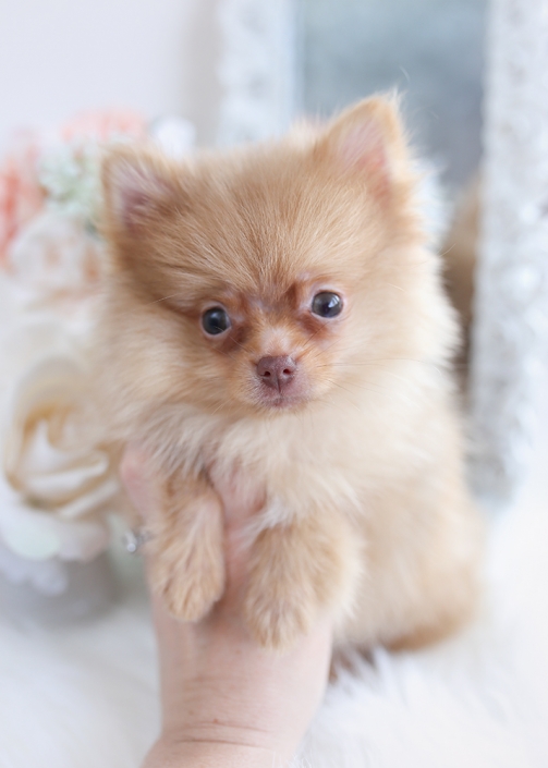 Tiny Teacup Pomeranian Puppies Teacup Puppies & Boutique
