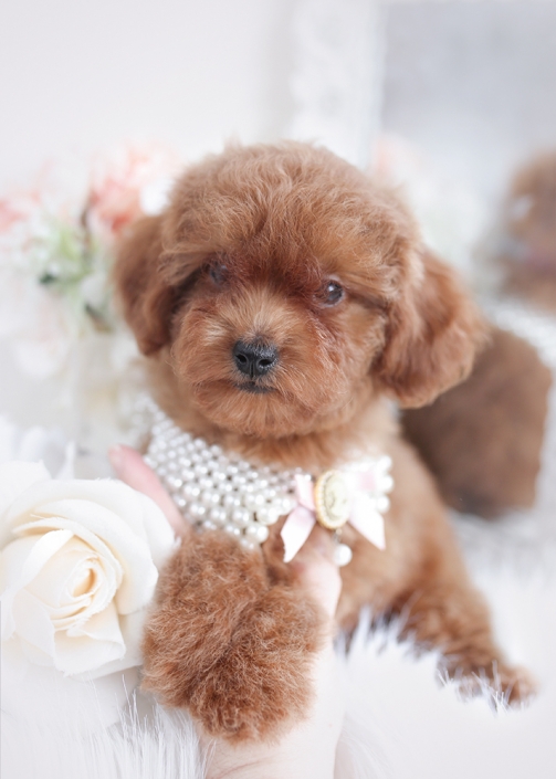 red toy poodle puppy