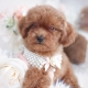 red toy poodle puppy