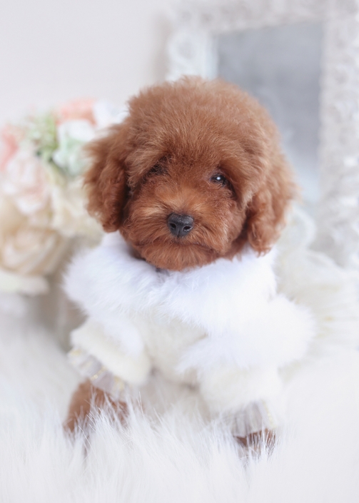 red poodle puppies florida