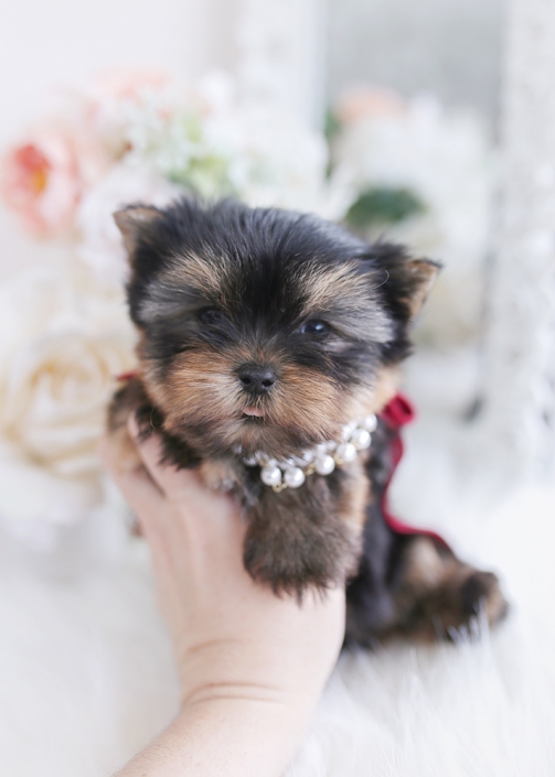 yorkie puppy breeder florida