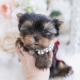 yorkie puppy breeder florida