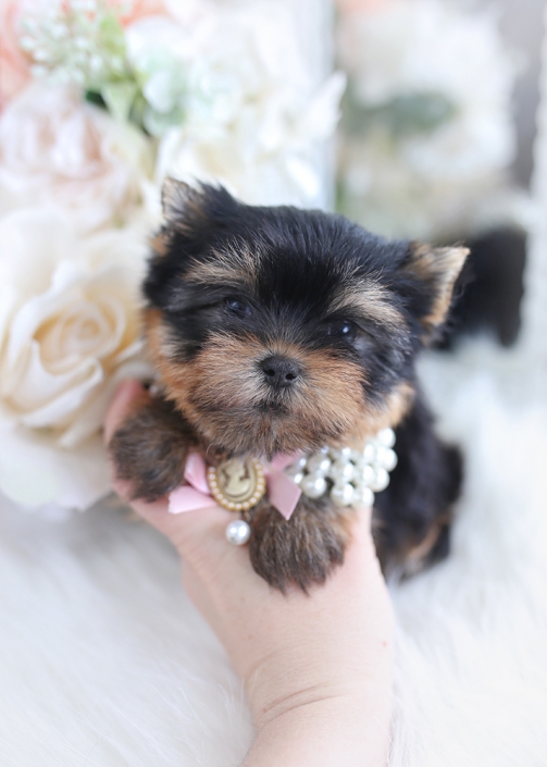 yorkie puppies near me