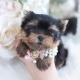 yorkie puppies near me