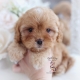 cavapoo puppy