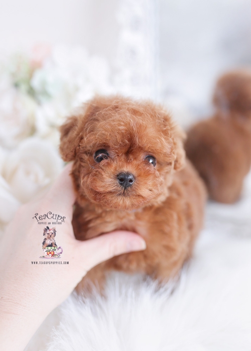 tiny red poodle