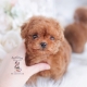 tiny red poodle