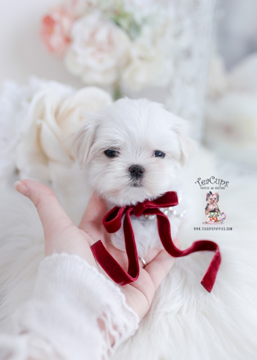 maltese puppies for sale