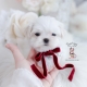 maltese puppies for sale
