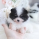 pomeranian puppies