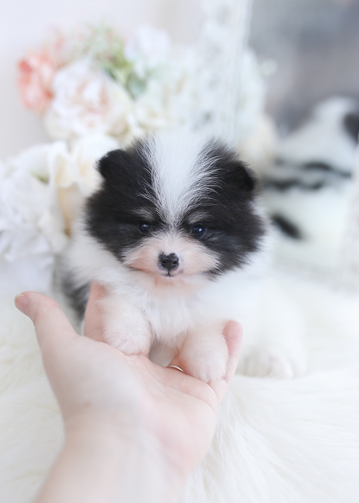 pomeranian puppies