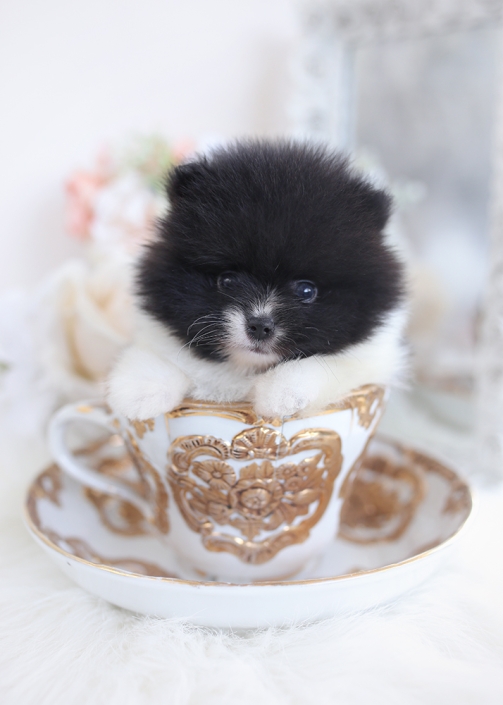 pomeranian teacup puppies