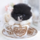 pomeranian teacup puppies