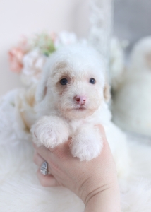 cream poodle puppy