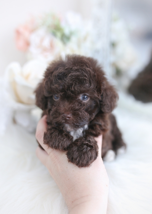 chocolate poodle puppy