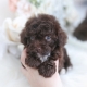 chocolate poodle puppy