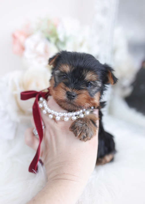 tiny yorkie teacup puppies