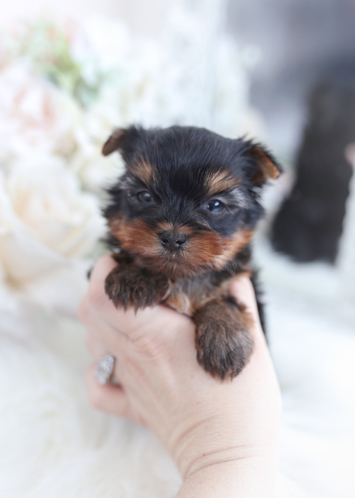 florida yorkies