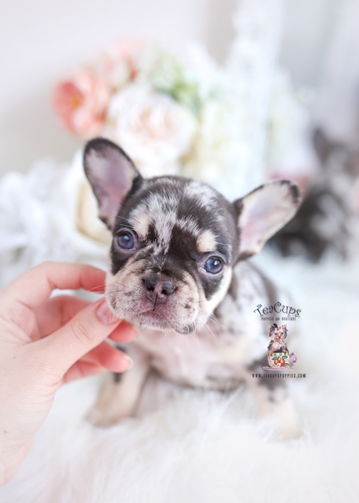 French Bulldog Puppies For Sale By Teacups Puppies Boutique Teacup Puppies Boutique French Bulldog Puppies For Sale By Teacups Puppies Boutique Teacup Puppies Boutique