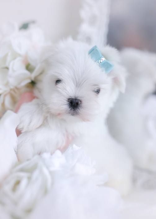 Teacup And Toy Maltese Puppies Teacup Puppies Boutique
