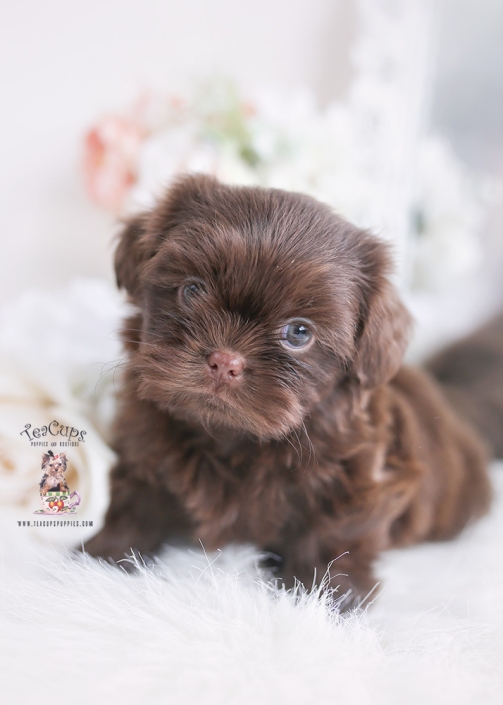 Imperial Shih Tzu Puppies For Sale By Teacups Puppies Boutique Teacup Puppies Boutique