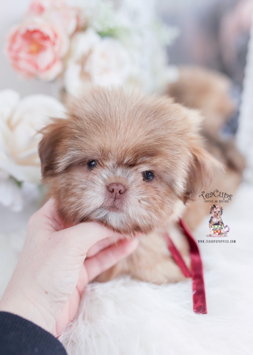 Cute Yorkie Puppies For Adoption Albuquerque Yorkie Puppies For Adoption Puppy Adoption Yorkie Puppy